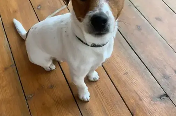 Пропала собака, улица Островского, Невьянск - белый с коричневыми головой и хвостом - photo