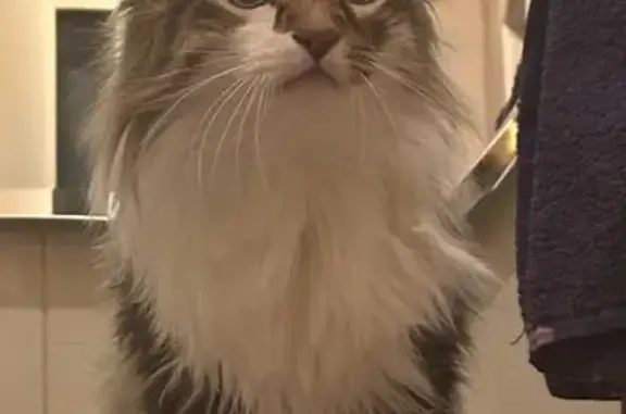 Пропал кот, 1-й Амурский проезд, 29, Саратов - пугливый, нет одного верхнего клыка - photo