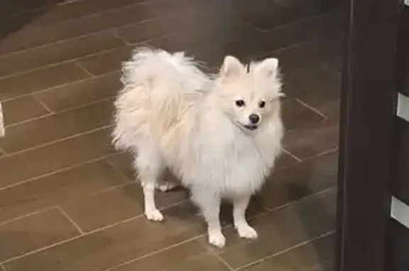 Найдена собака, Липецк, фото: Найдена собака, улица Свиридова, 20 к3, Липецк - белая девочка шпиц