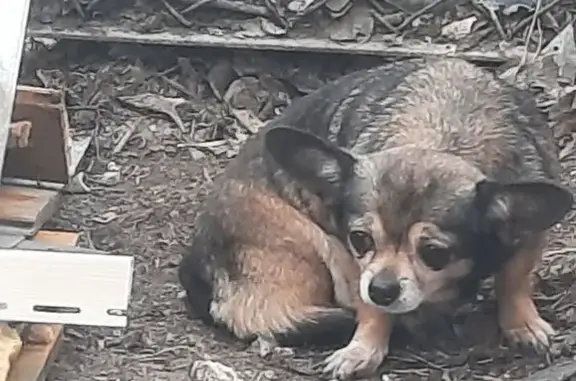 Найдена собака, Волжский, фото: Найдена собака, женская, улица Нариманова, 25, Волжский - очень маленькая и немолодая