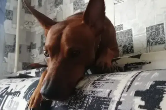 Собаки потеряшки, Коммунар, фото: Потеряшка собака, Коммунар, Ленинградская область - рыжий, ослеп от возраста