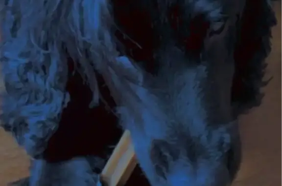 Пропала собака, улица Работниц, 8А, Волхов - полностью черный, 13 лет - photo