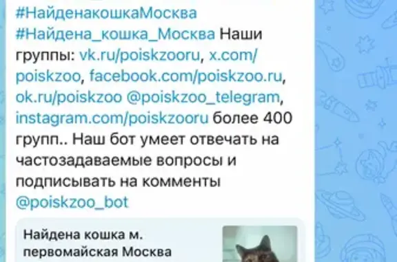 Найдена кошка, Москва, фото: Найдена кошка, черепашка, Нижняя Первомайская улица, Москва