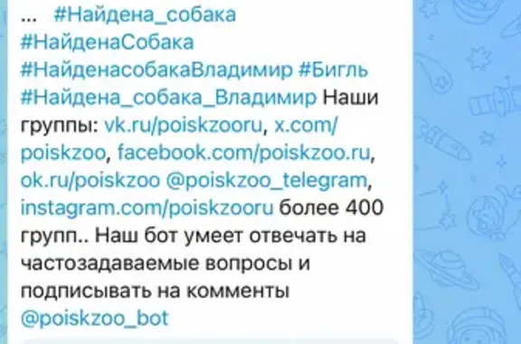 Найдена собака, Владимир, фото: Найдена собака, улица Малые Ременники, 11, Владимир - девочка без бирки
