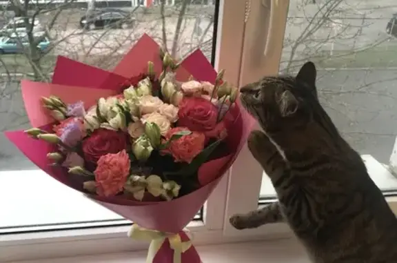 Пропал кот, Большой бульвар, 17, Кингисепп - серый тикированный, откликается на имя Хай - photo