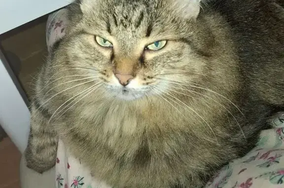 Пропал кот, улица Тугарова, Елабуга - пушистый - photo