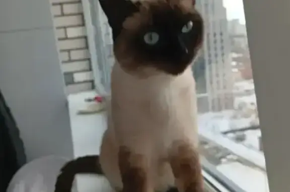 Найдена кошка, Ижевск, фото: Найден кот, улица Льва Толстого, 7А, Ижевск - сиамский, домашний