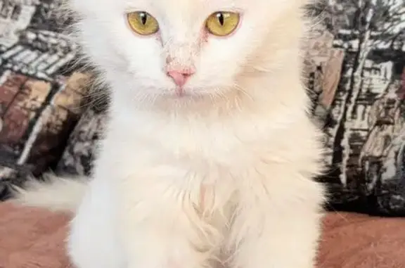 Пропала кошка, Портовая улица, 463, Ростов-на-Дону - белая, пушистая с залысинами на носу - photo