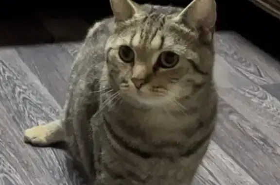 Пропал кот, Советская улица, 38, Сосново - хромает, зовут Дымок - photo