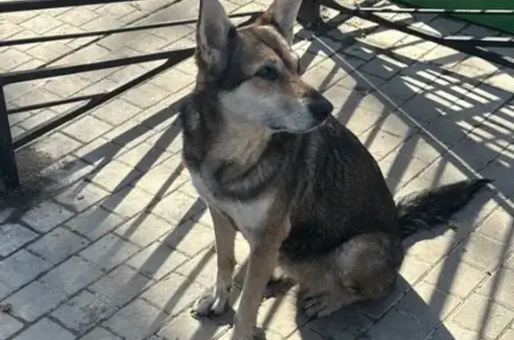 Найдена собака, Москва, фото: Найден собака, Измайловский бульвар, Москва - рыже-серый, людей не боится