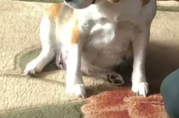 Пропала собака, Алейск - взрослая бигль, беременна - photo