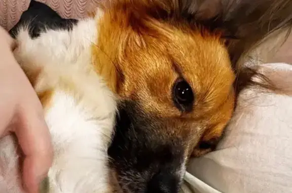 Пропала собака, Белая Калитва - рыженькая с белой грудкой и черными ушками - photo