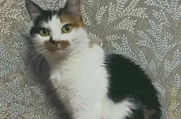 Пропала кошка, улица Фурманова, 8, Хабаровск - photo