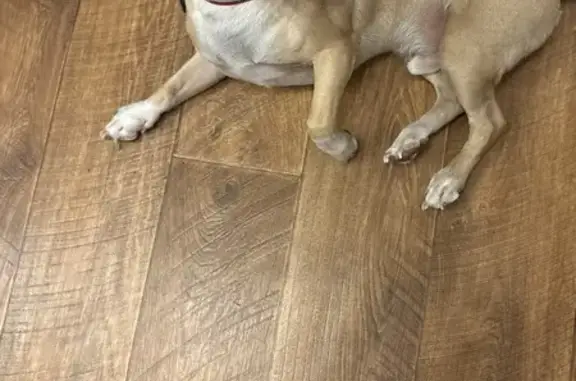 Найдена собака, Красногорск, фото: Найдена собака с ошейником и трекером, 23, Московская область, Красногорск