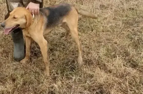 Пропал собака, Солнечная улица, 21, Бессоновка - оранжевый ошейник - photo