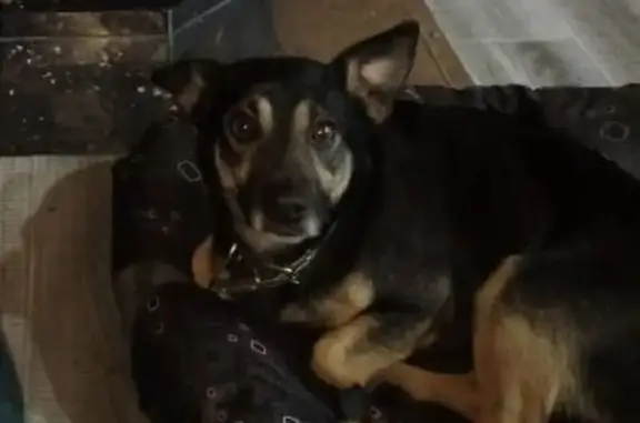 Пропал собака, Травниковское сельское поселение, Травниковское - черно-зелёный ошейник - photo