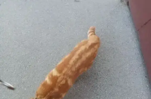 Найдена кошка, Ростов-на-Дону, фото: Найден кот, Канонерский переулок, 15А, Ростов-на-Дону - рыжий с черным ошейником