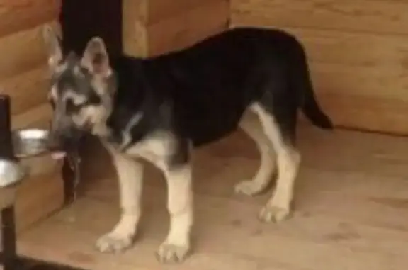 Пропал собака, Солнечная улица, 21, Бессоновка - немецкая овчарка с ошейником - photo