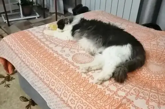 Найдена кошка, Воронеж, фото: Найдена кошка, женская, улица 9 Января, 217, Воронеж - серо-белая, пушистая