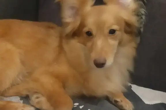 Пропал собака, улица Фрунзе, 17, городской округ Тольятти - рыженький, в цветной шлейке - photo