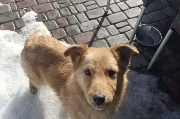 Найдена собака, Мелехово, фото: Найдена собака, Первомайская улица, 284А с1, Мелехово - рыжая, добрая