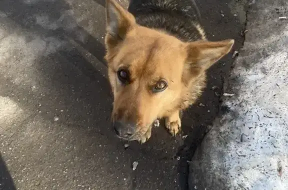 Найдена собака, Нижний Новгород, фото: Найдена собака в ошейнике, проспект Ленина, 75, Нижний Новгород