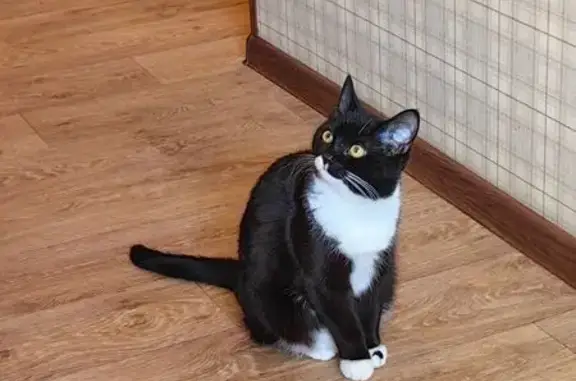 Пропала кошка, улица Прядченко, 193, Старый Оскол - черная с белыми носочками - photo