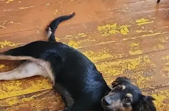 Пропала собака, Ново-Вокзальная улица, Самара - хромает на правую лапу - photo