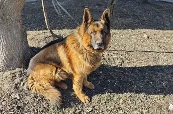 Найдена собака, Москва, фото: Найдена собака, Сколковское шоссе, 11, Москва - большая и ухоженная овчарка