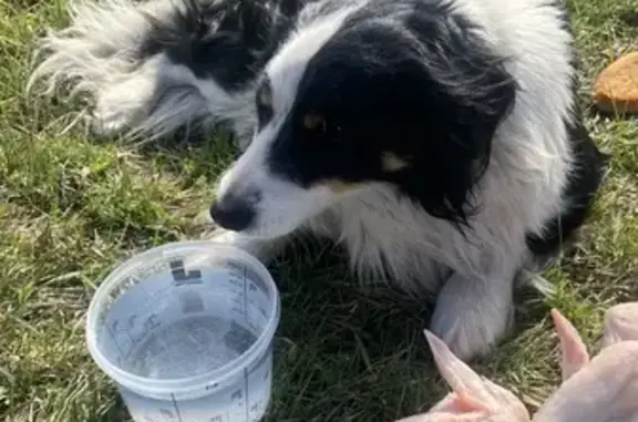 Найдена собака, Ставрополь, фото: Найден собака, проспект Кулакова, 20, Ставрополь - синий ошейник, цепь оторвана