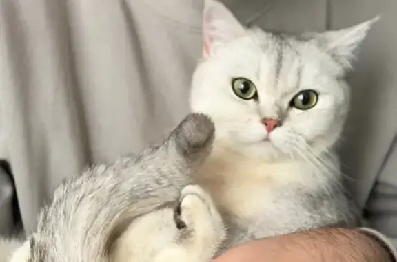 Пропал кот, улица Посконкина, 6, Котовск - британец, серебренная шиншилла - photo