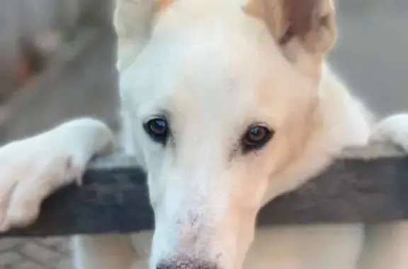 Пропал собака, мужской, Набережная улица, 7А, Корсаково-1 - бело-бежевый с розовым носом - photo