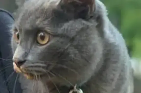 Пропал кот, 8 просека, санаторий Созвездие, Самара - серый с белыми пятнами - photo