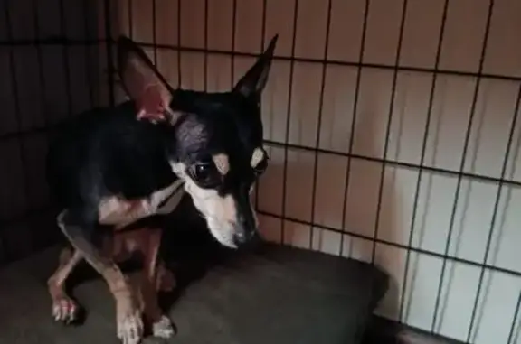 Найдена собака, Копейск, фото: Найдена собака, черно-подпалый окрас, Учительская улица, 1Б, Копейск