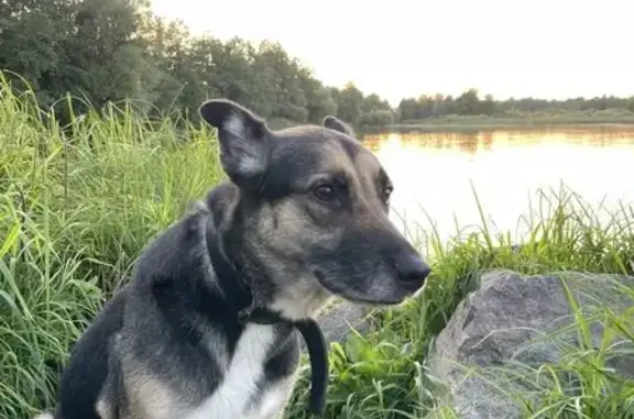 Пропала собака, Машкинское шоссе, Москва - рыже-черно-белая, пугливая - photo