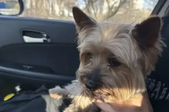 Найдена собака, Ростов-на-Дону, фото: Найден собака, улица Текучёва, 20, Ростов-на-Дону