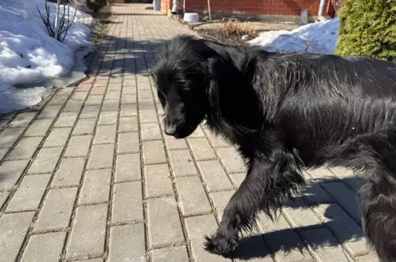 Найдена собака, Домодедово, фото: Найдена собака женского пола, Краснофлотская улица, 9, Домодедово - кокер спаниель, чёрная с белым пятном