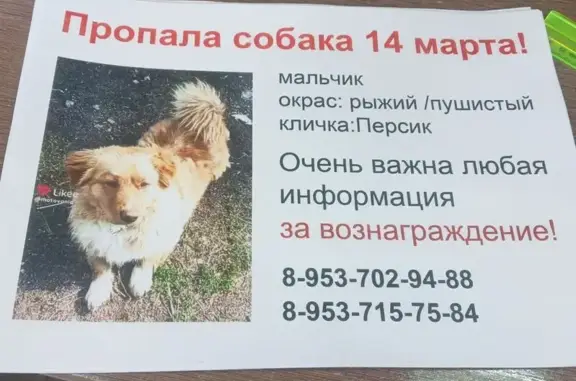 Пропал собака, Козьмодемьяновка - рыжий с белыми лапками и пушистым хвостом - photo