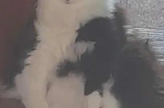 Пропал кот, Восточная улица, 20, Первомайское - черно-белый - photo