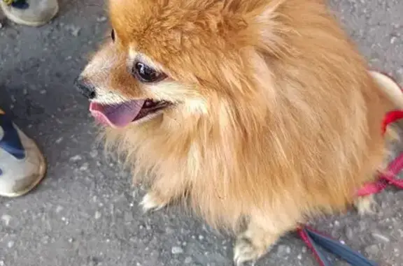 Найдена собака, Вышний Волочёк, фото: Найден шпиц, Казанский проспект, Вышний Волочёк - рыжий, бегал за большой бездомной собакой