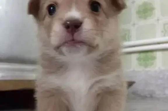 Пропала собака, Аэродромная улица, 48, Сальск - рыжий маленький щенок - photo