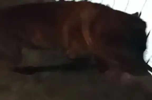 Найдена собака, Томск, фото: Найдена собака, переулок Богдана Хмельницкого, 12, Томск - рыжий большой пёс