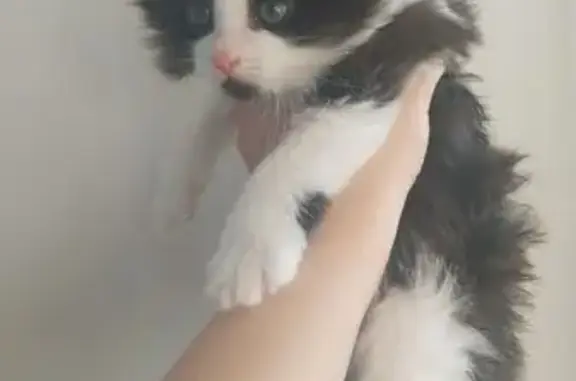 Найдена кошка, Кострома, фото: Найдена кошка, улица Свердлова, Кострома - маленький пушистый котеночек