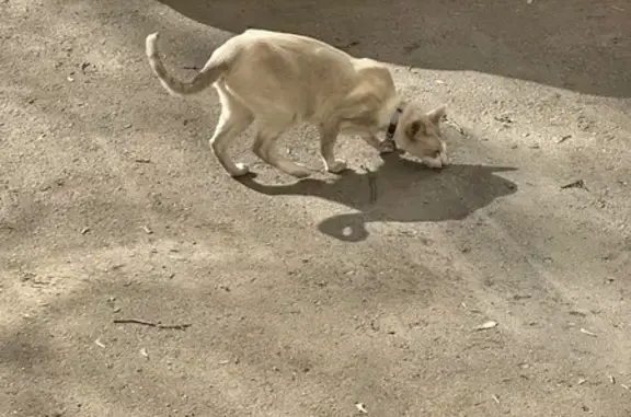 Найдена кошка, Москва, фото: Найдена кошка с ошейником, улица Александра Невского, Москва