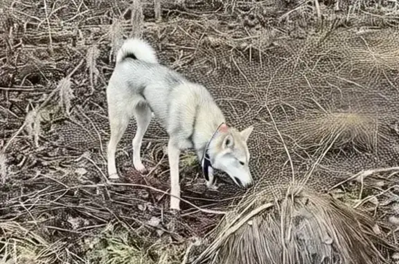 Пропала собака, Еловый переулок, 6, Краснокамск - серый окрас, очень подвижная - photo