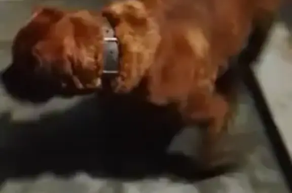 Найдена собака, Томск, фото: Найден собака, переулок Богдана Хмельницкого, 12А, Томск - рыжий и дружелюбный