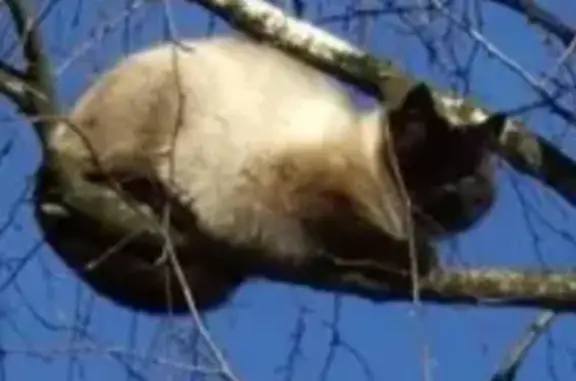 Найдена кошка, Еганово, фото: Найдена кошка, Еганово, Московская область - фенотип Тайской или Сиамской породы