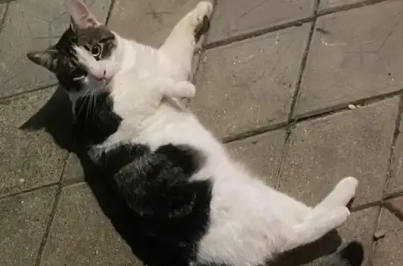 Пропал кот, Коммунистическая улица, 47, Туапсе - глухой, одно ушко белое - photo