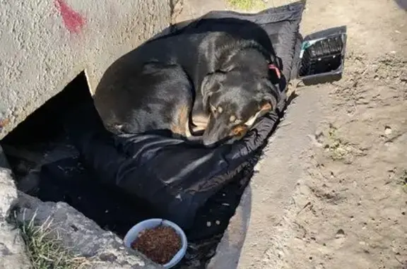 Найдена собака, Ростов-на-Дону, фото: Найдена собака, проспект Космонавтов, 36 к3, Ростов-на-Дону - красный ошейник