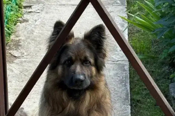 Пропала собака, Речная улица, 2, Яковлевское - photo